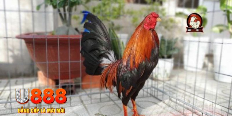 kubet link game máy bay nổ hũ