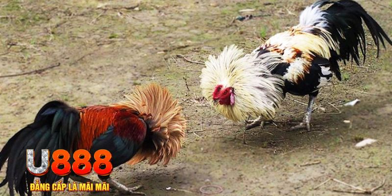 kubet link game nổ hũ là gì